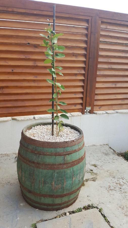 Ražanac Apartment Cernesa מראה חיצוני תמונה